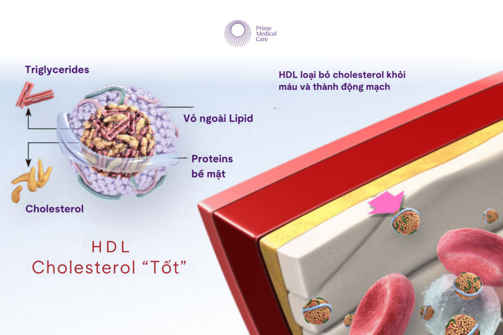 Rối loạn chuyển hoá lipid
Nguyên nhân rối loạn lipid máu
Triệu chứng rối loạn lipid máu
Điều trị rối loạn mỡ máu
Chế độ ăn cho người rối loạn mỡ máu
Bệnh mạch vành do cholesterol cao
Tác hại của LDL cholesterol
HDL cholesterol là gì
Mỡ máu cao có nguy hiểm không
Các yếu tố nguy cơ tăng mỡ máu
Chỉ số mỡ máu bình thường
Tăng triglyceride
Kiểm soát cholesterol máu
Xét nghiệm lipid máu
Thuốc điều trị rối loạn lipid máu
Rối loạn lipid máu nên ăn gì
HDL